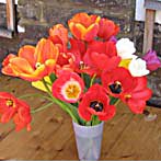 Laslett.info/gardening/ tulips