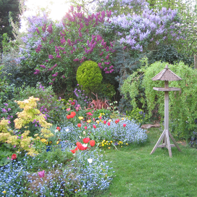 Laslett.info/gardening/ back garden picture