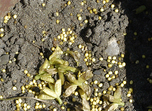 Aconite seed