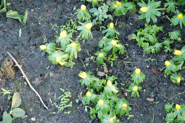 aconite seedlings