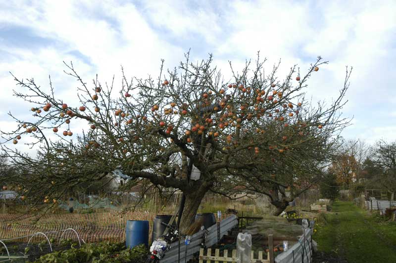 Bernie picking apples