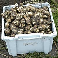 jerusalem artichoke