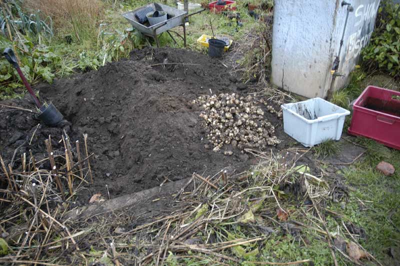 Jerusalem Artichokes