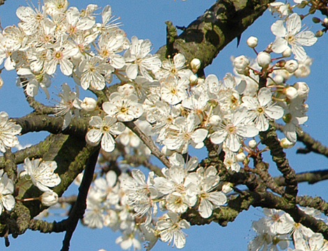 Cherry Plum blossom