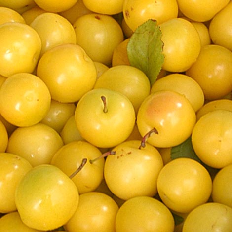 Yellow Cherry Plums