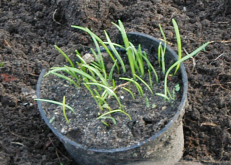 snowdrop seedlings in plant pot