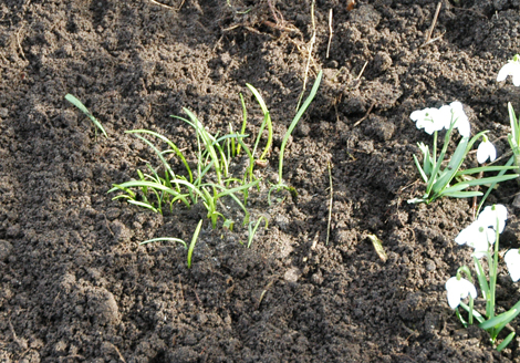 snowdrop seedlings planted out 