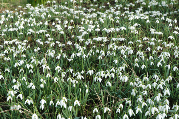 snowdrops February 2008