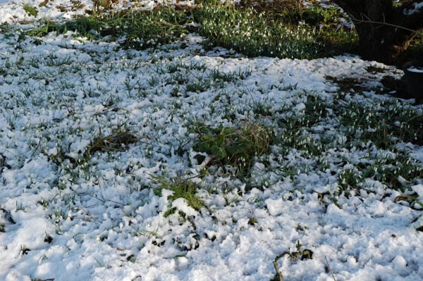 snowdrops in the snow