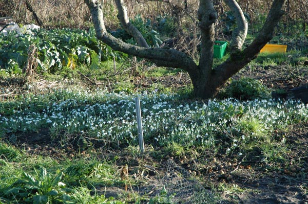 Snowdrops in need of a weed