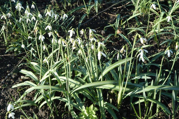 snowdrops setting seed