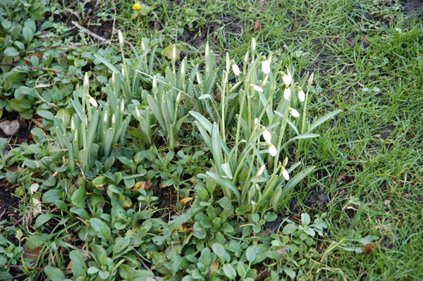 snowdrops