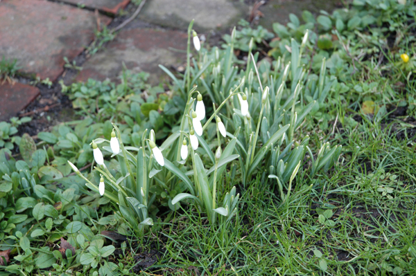 snowdrops