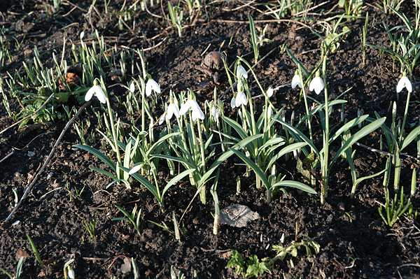 early snowdrops