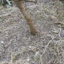 Aconite getting ready to flower prevented by frost