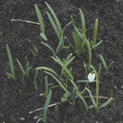 Snowdrop seedling 09