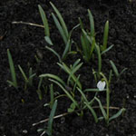 Snowdrop seedlings