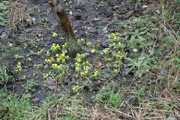Aconites 19-1-2008