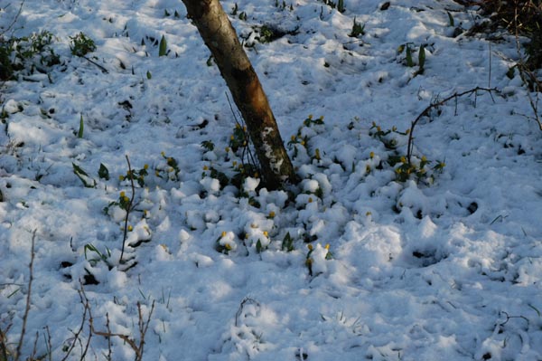 aconites in the snow