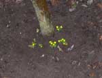 Aconite planted in their new site