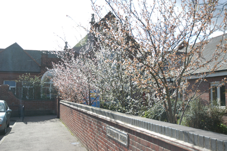 Cherry Plum Trees in bloom