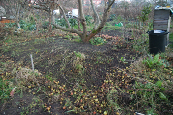 Snowdrop site under eating apple tree