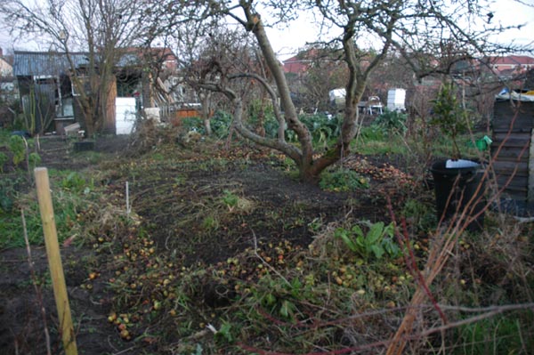 snowdrop site under the old eating apple tree