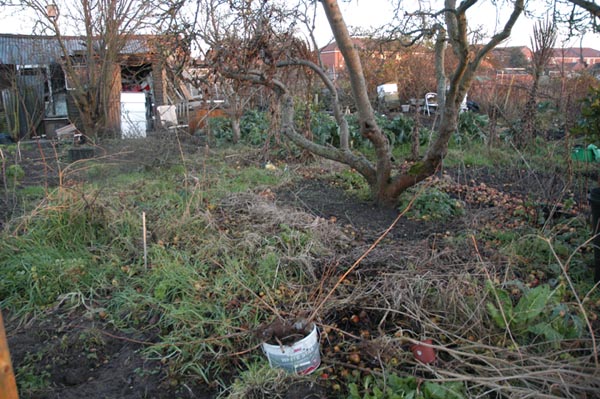 snowdrop site under eating apple tree