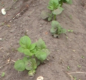 Potatoes just nipped by frost