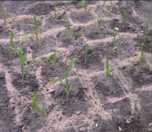 feeding sweetcorn with blood fish and bone